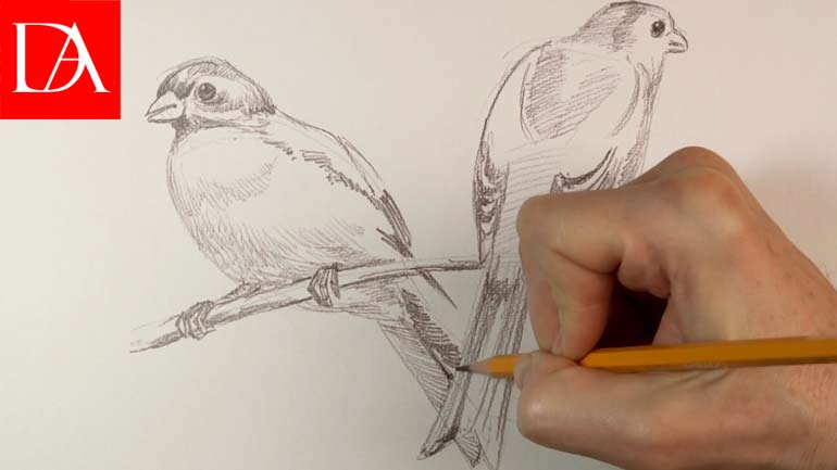 How to Draw Birds