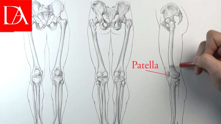 Human anatomy for fine artists - Leg Bones