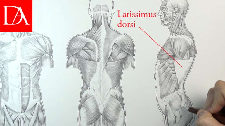 Muscles in Human Body