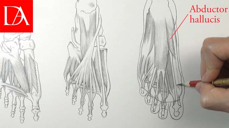 Muscles of a Foot
