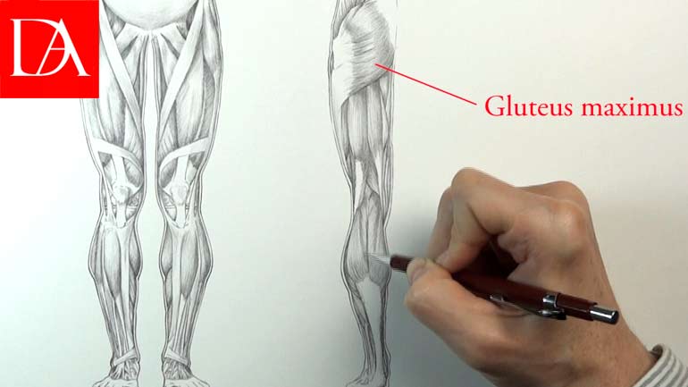 Muscles of the Leg