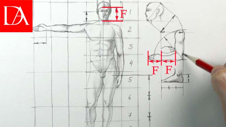 Proportion of the Human Body