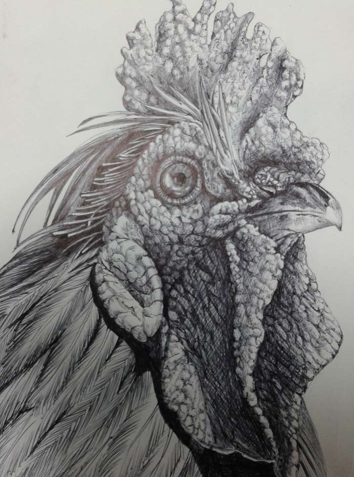 Rooster by Achmad Dardiri