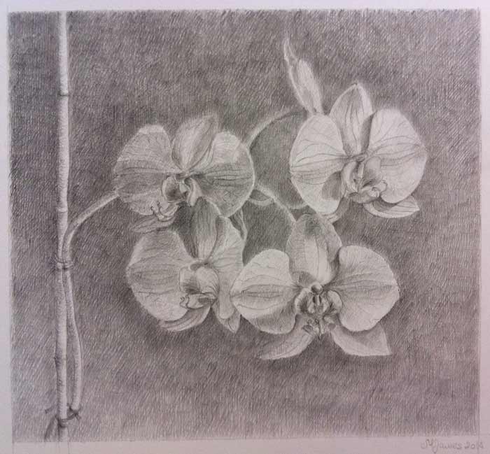 Orchid drawing