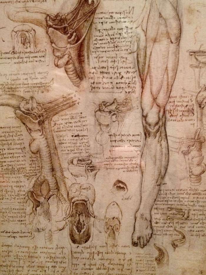 Leonardo da Vinci - the Anatomical Artist
