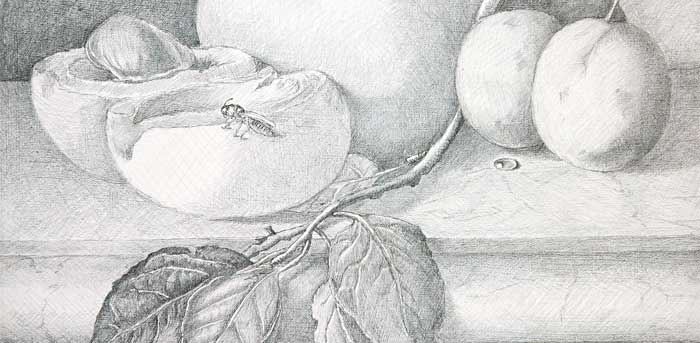 Preparatory Drawing for Flemish style painting