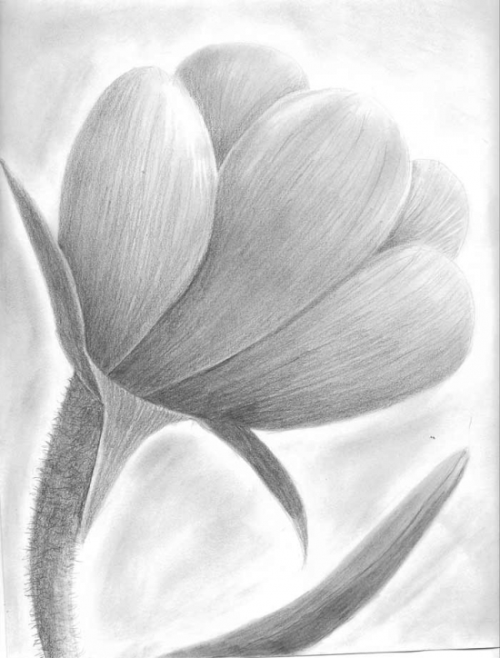 Artwork by Jazmin, Drawing Academy student Drawing Academy Drawing