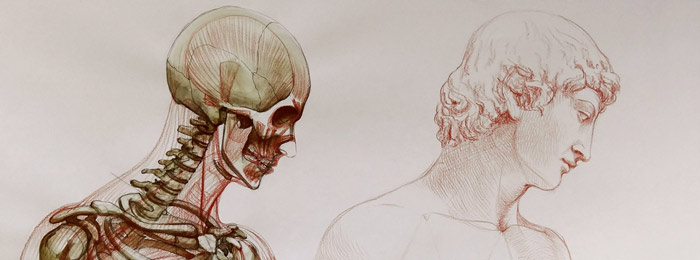How to apply anatomy in life drawing