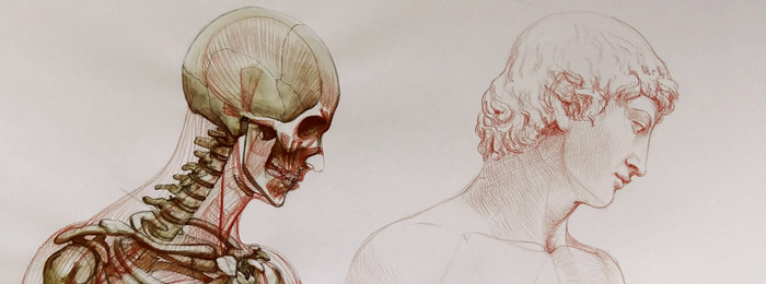 Old Anatomy Drawings: A Comprehensive Exploration Guide