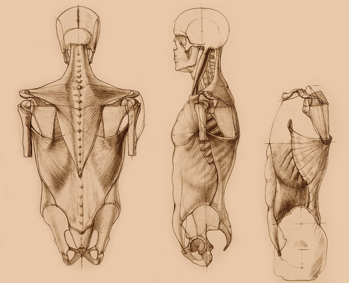How to draw accurate proportions when figure drawing