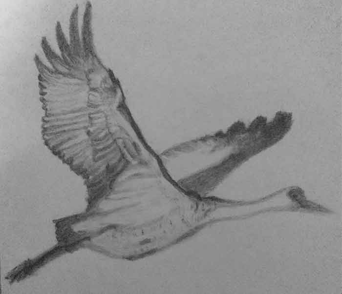 Freedom drawingsketch  Pencil drawing academy  Facebook