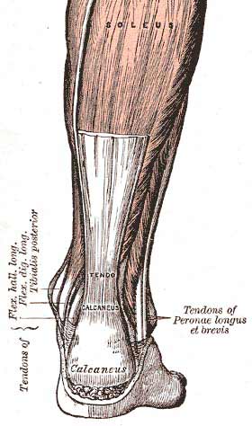 Achilles tendon