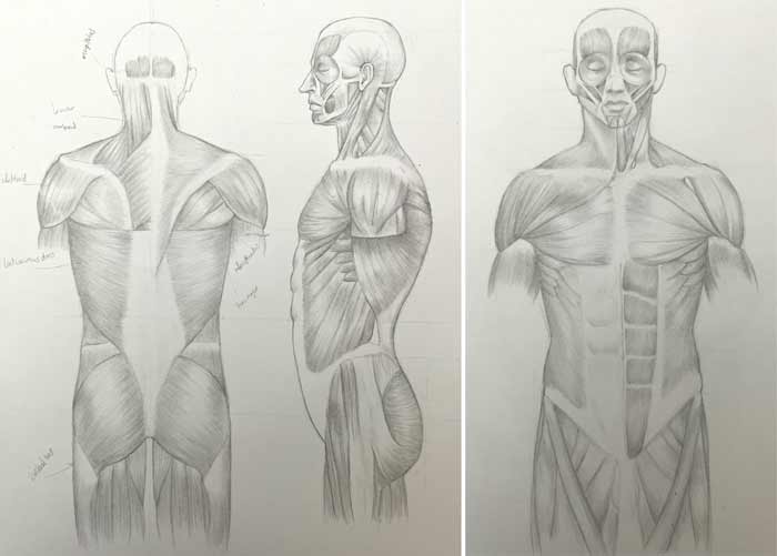 Anatomy drawings by Aisha