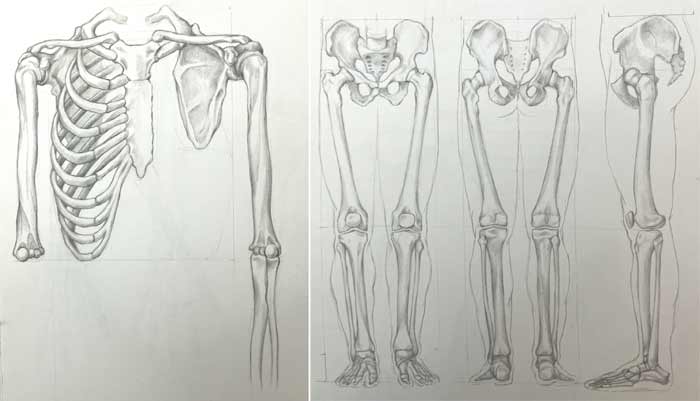 Anatomy drawings by Aisha
