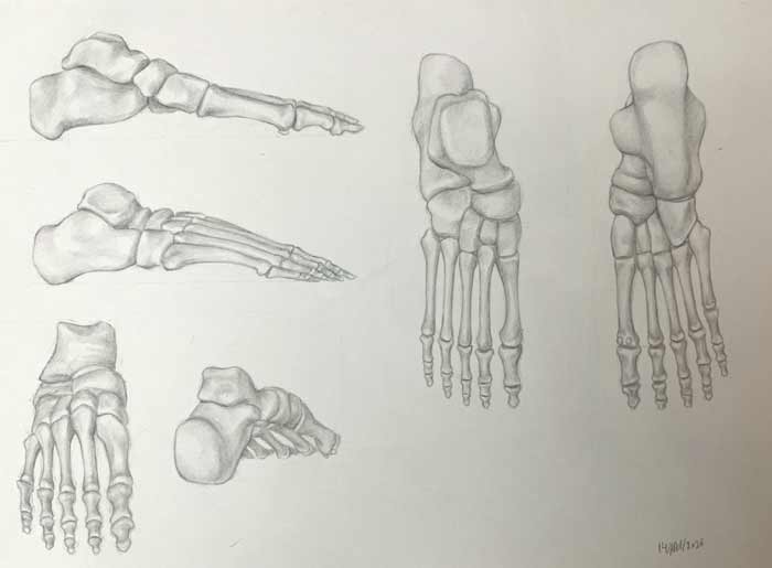Anatomy drawings by Aisha