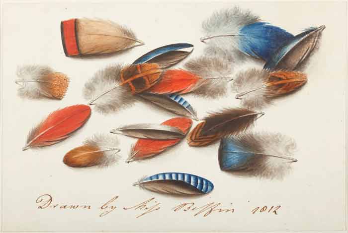 A Study of Feathers