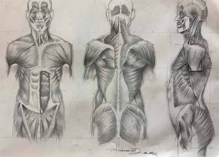 Anatomy Drawings by Roossevelt