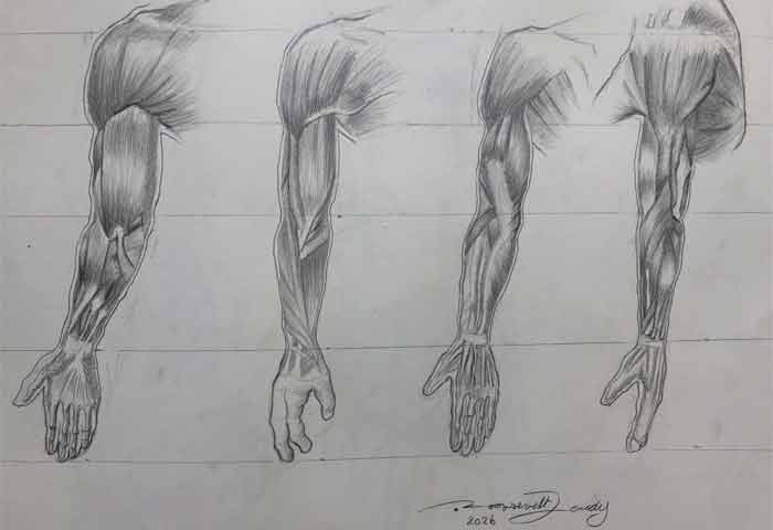 Anatomy Drawings by Roossevelt