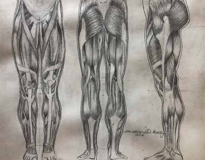 Anatomy Drawings by Roossevelt