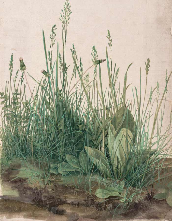 Study of a Piece of Turf