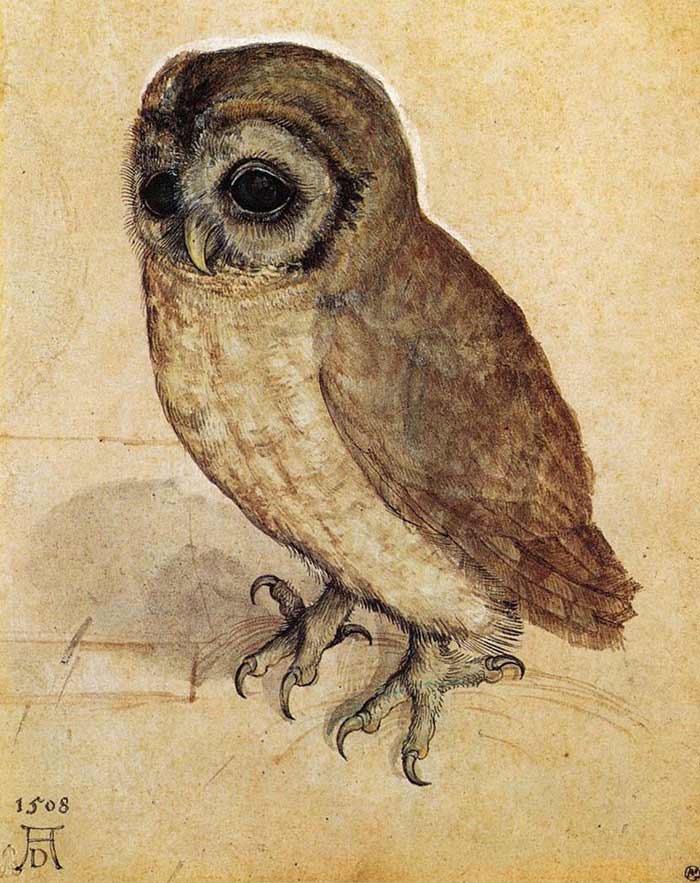 Study of an Owl