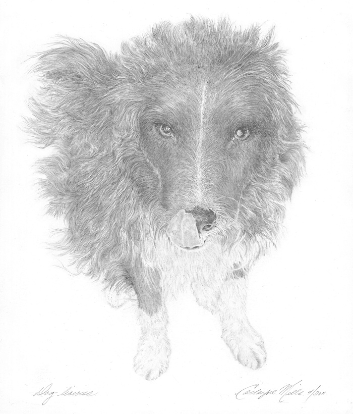 Collayne-Mills-Dog-drawing