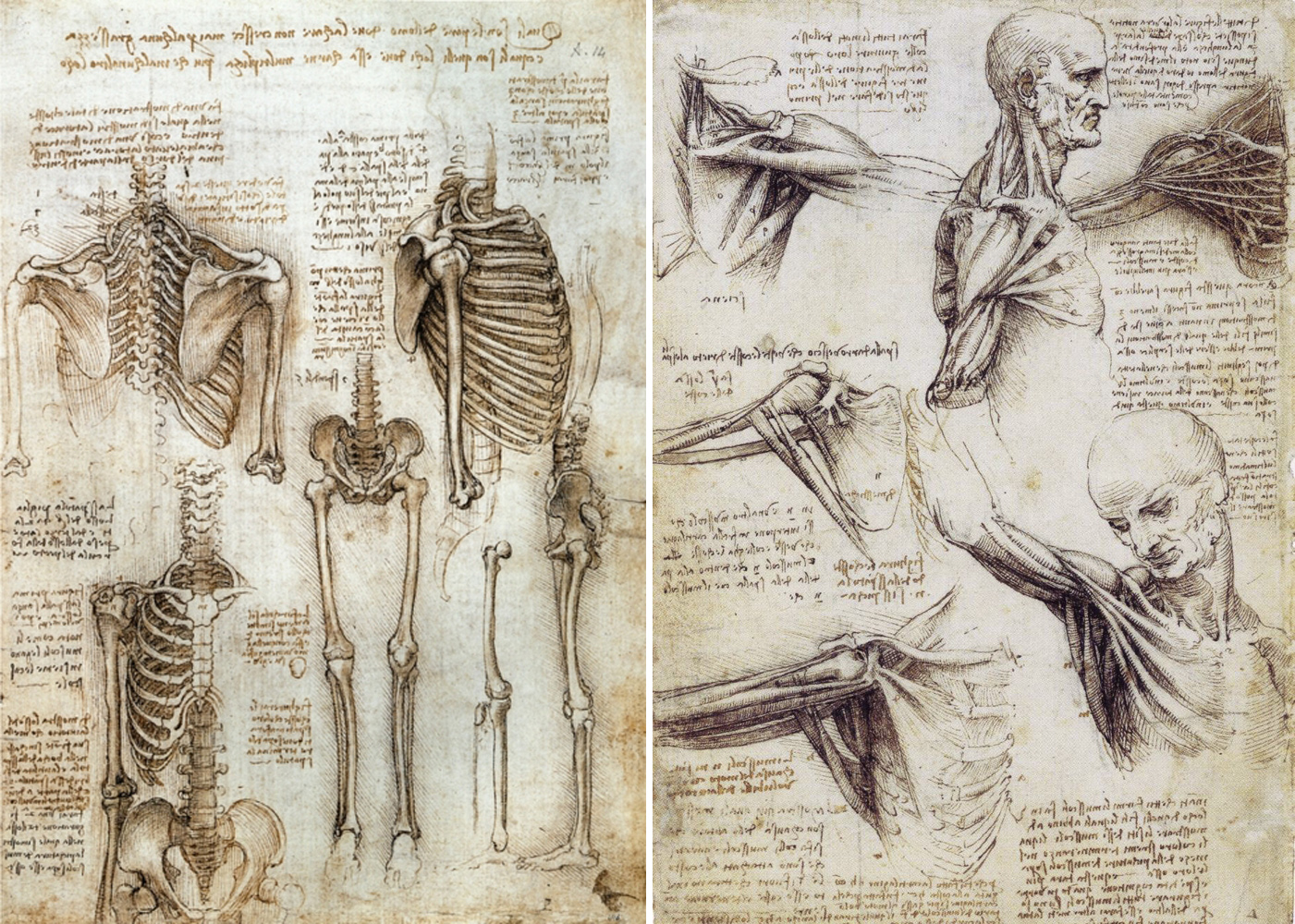 Leonardo da Vinci the Anatomical Artist Drawing Academy Drawing