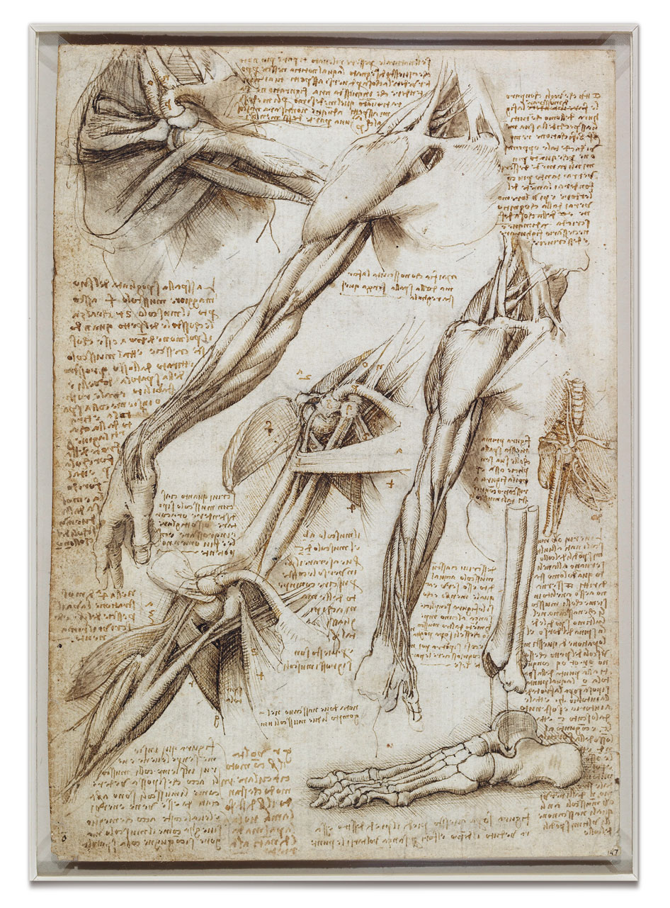 Leonardo Da Vinci The Anatomical Artist Drawing