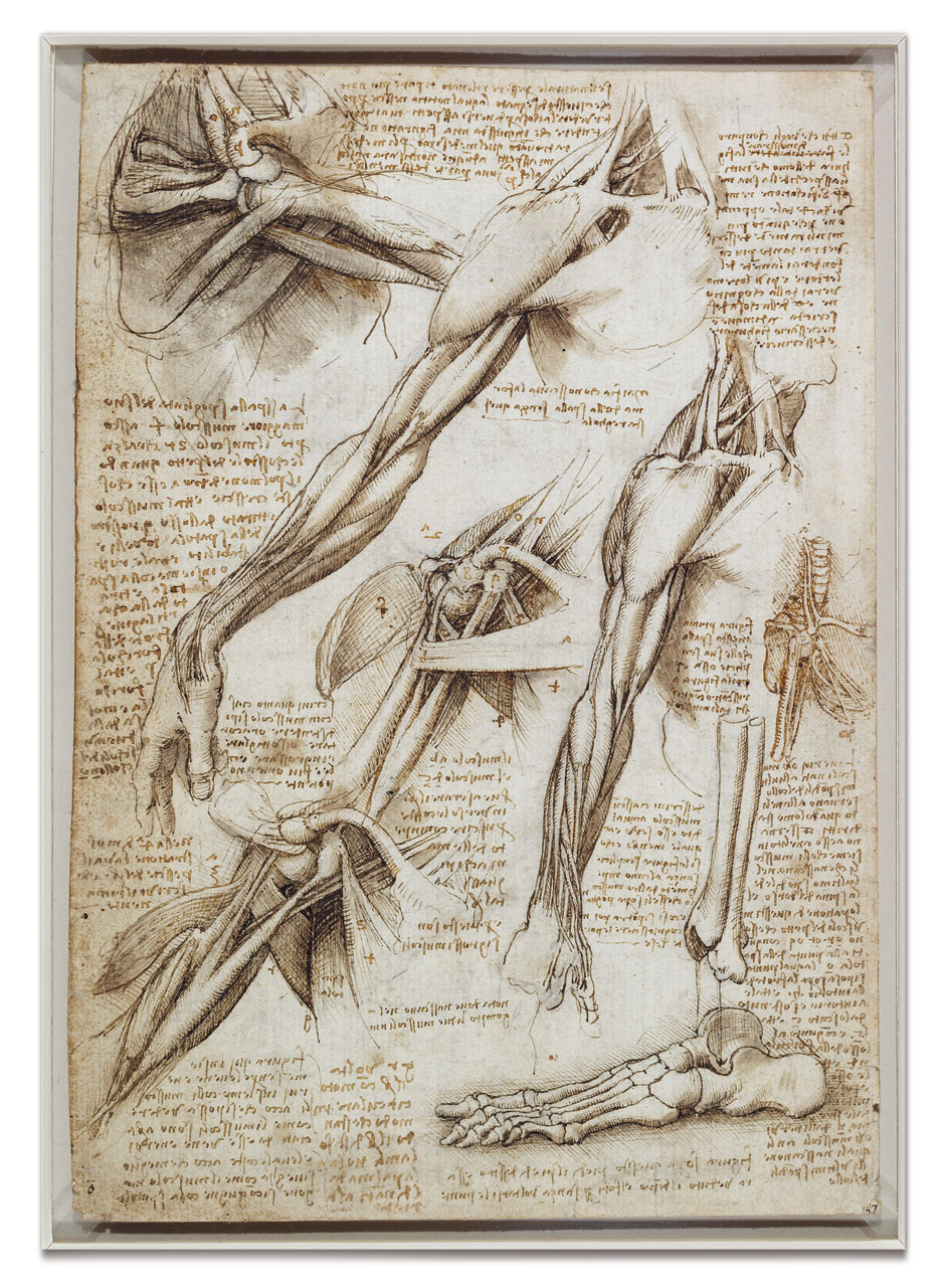 Leonardo Da Vinci The Anatomical Artist Drawing Academy Leonardo Da Vinci The Anatomical Artist Drawing Academy