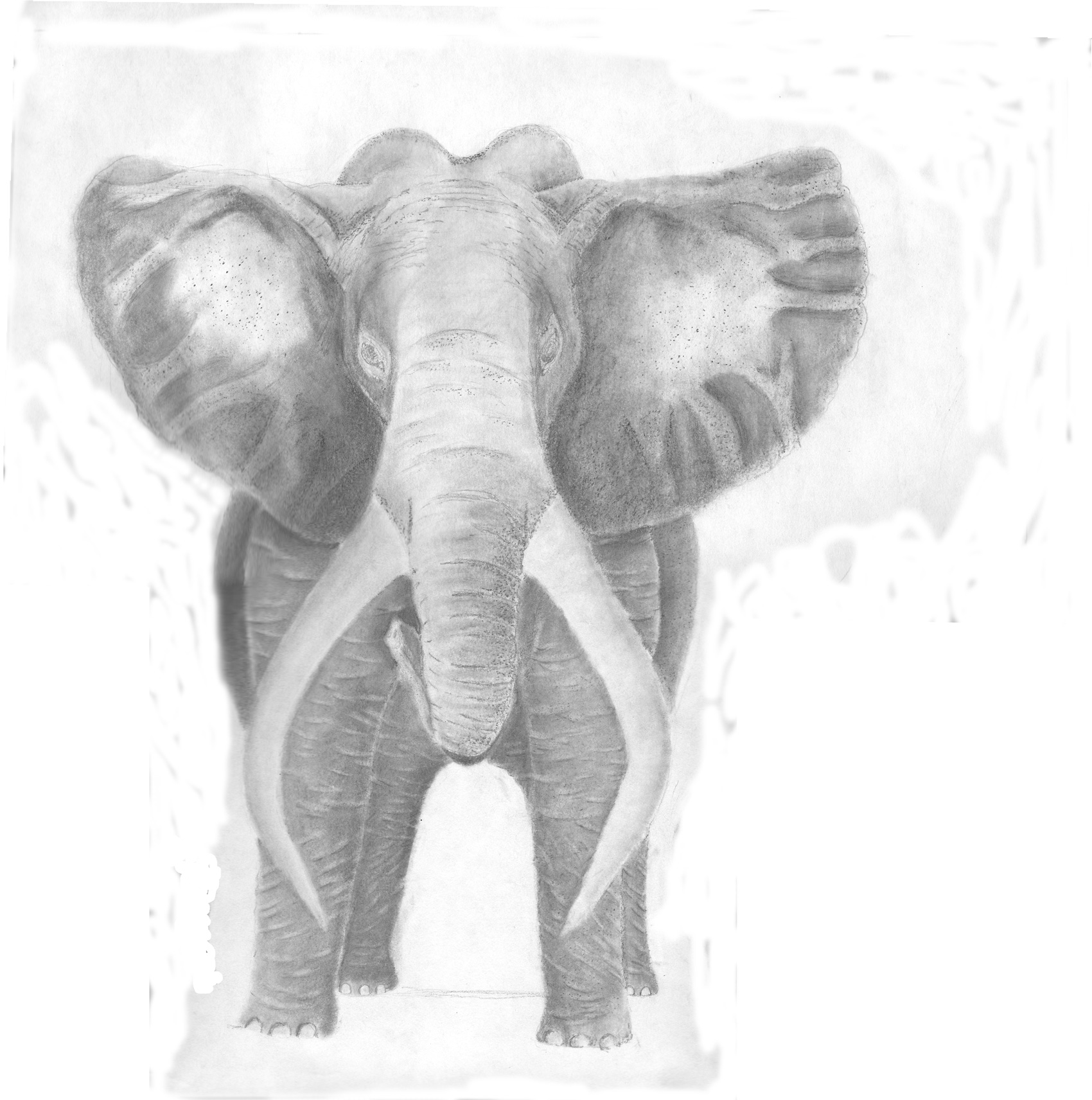 elephant-Drawing-by-Mark-Mathis